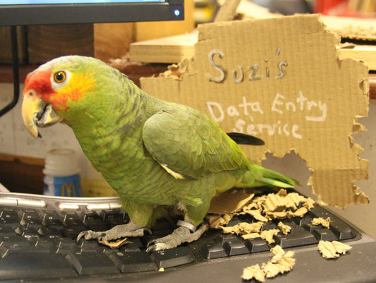 Suzy our Red Lored Parrot