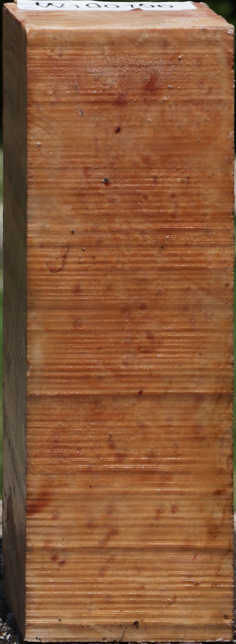 Madrone Burl Peppermill