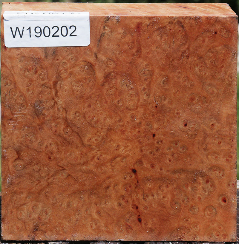 Madrone Burl Bowl Blank