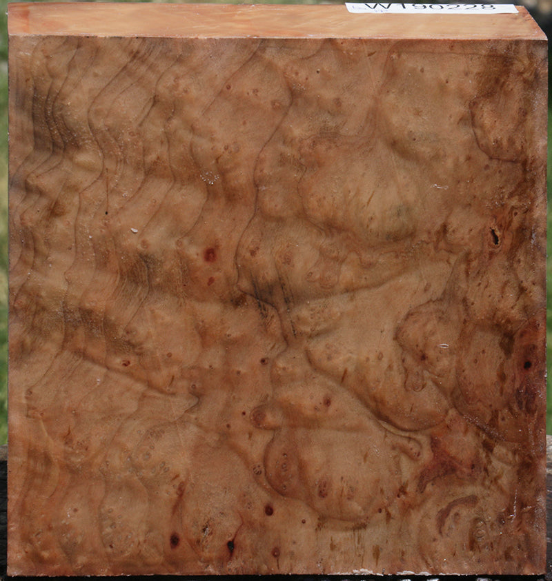 Madrone Burl Bowl Blank