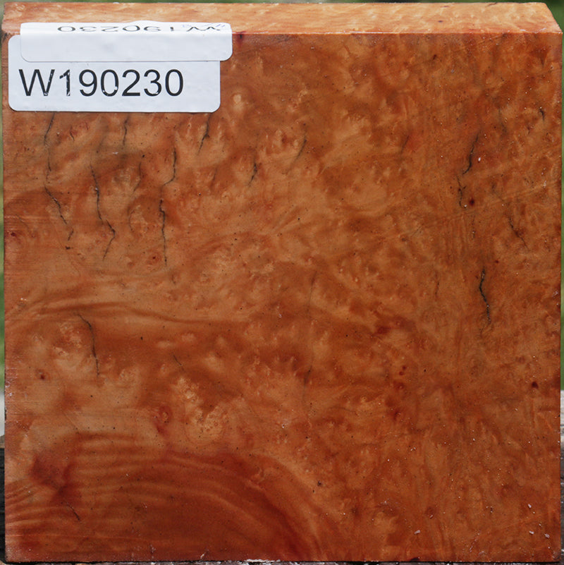 Madrone Burl Bowl Blank