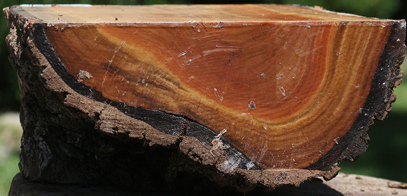 Wilga Live Edge Half Log