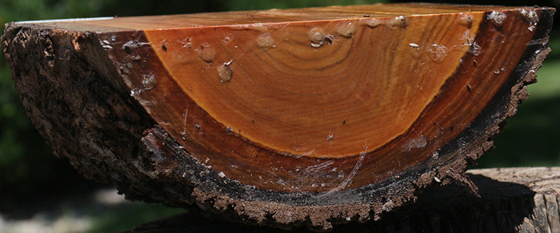 Wilga Live Edge Half Log