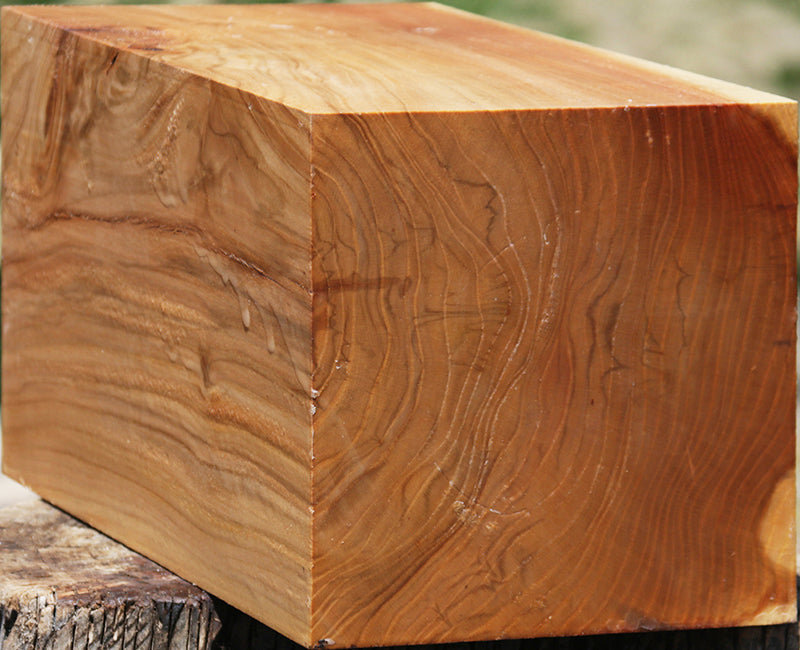 Chinese Elm Vessel Blank