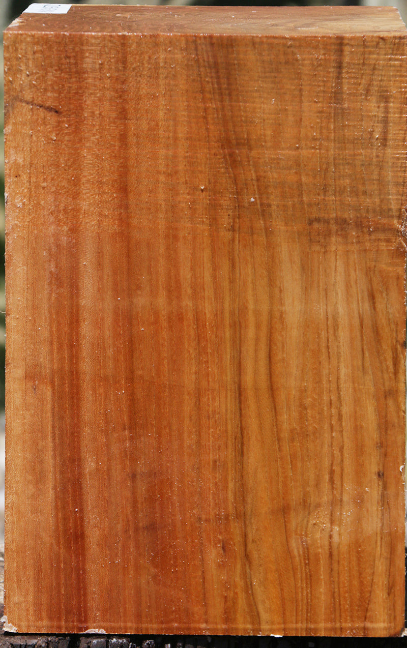 Chinese Elm Vessel Blank
