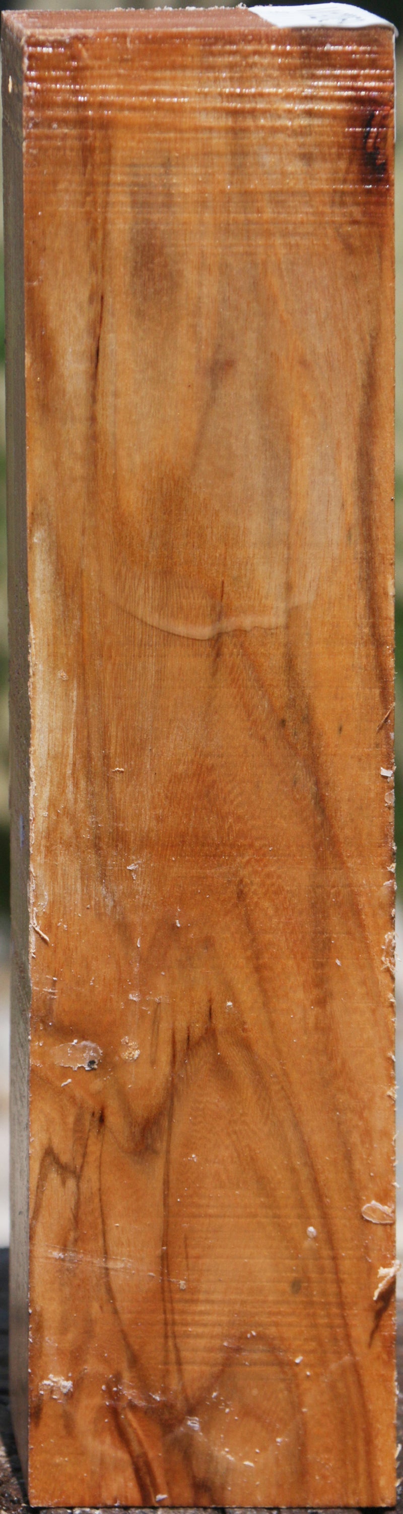 Chinese Elm Turning Square