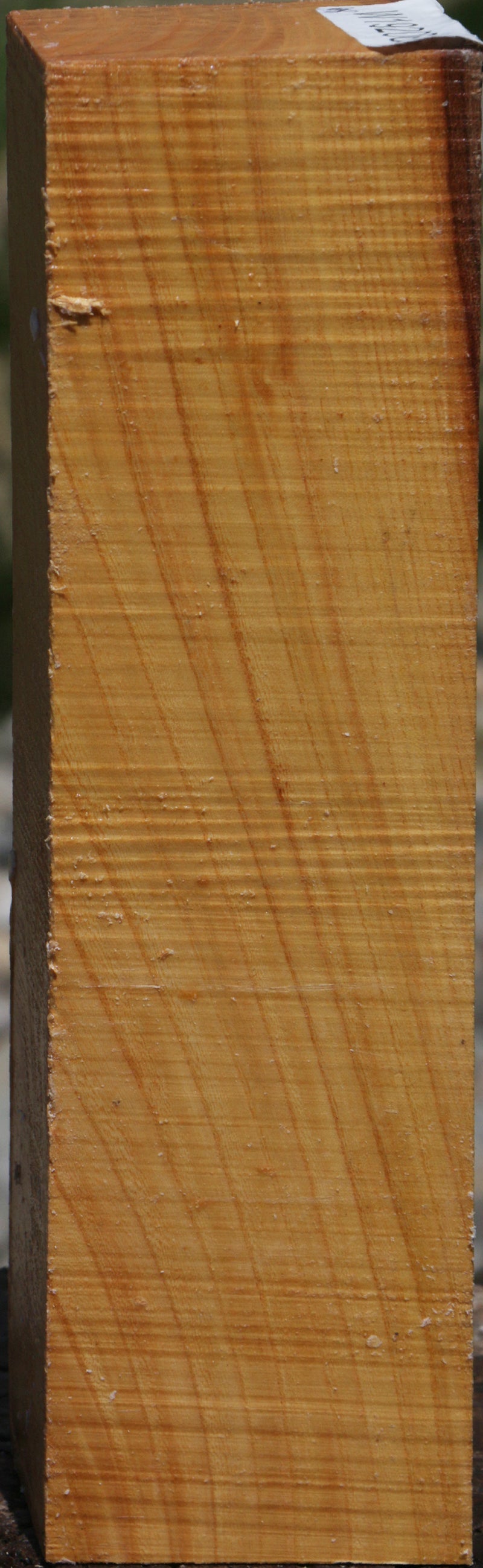 Chinese Elm Peppermill