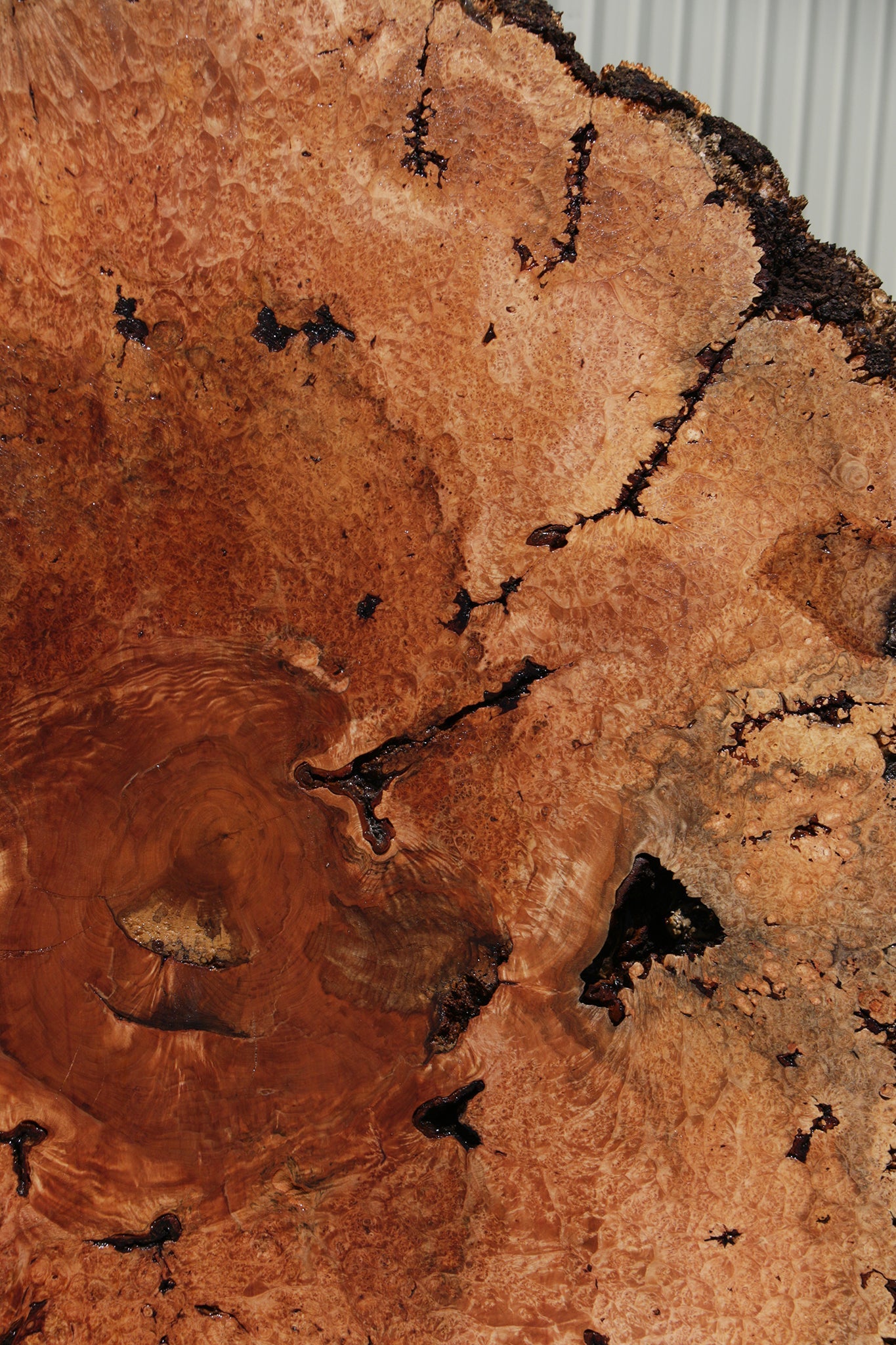 Exhibition Maple Burl Cookie (Free Shipping Excluded)