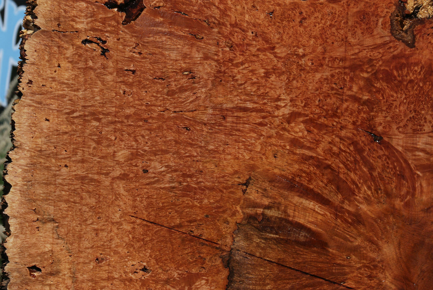 Exhibition Maple Burl Cookie (Free Shipping Excluded)