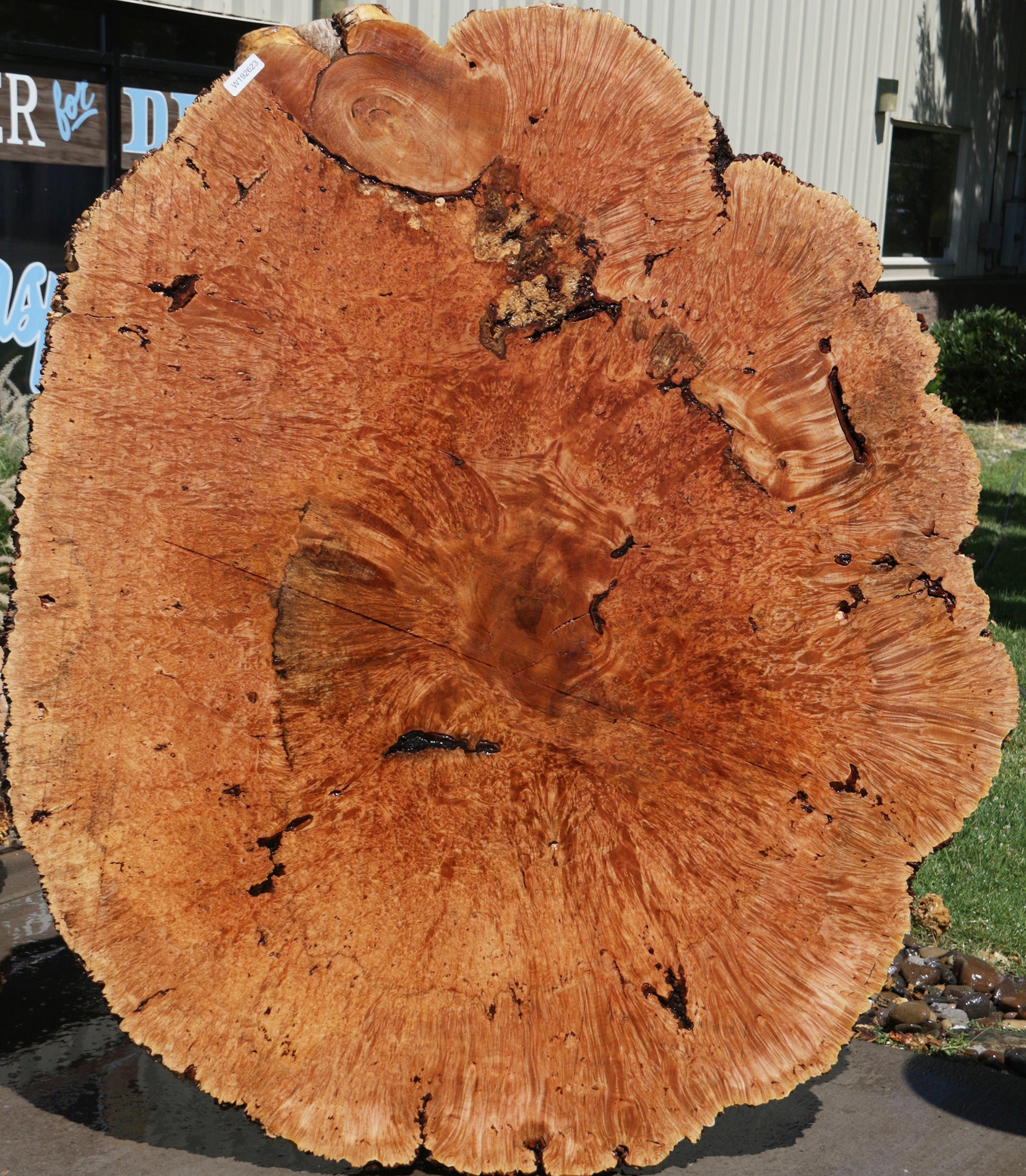 Exhibition Maple Burl Cookie (Free Shipping Excluded) – Cook Woods