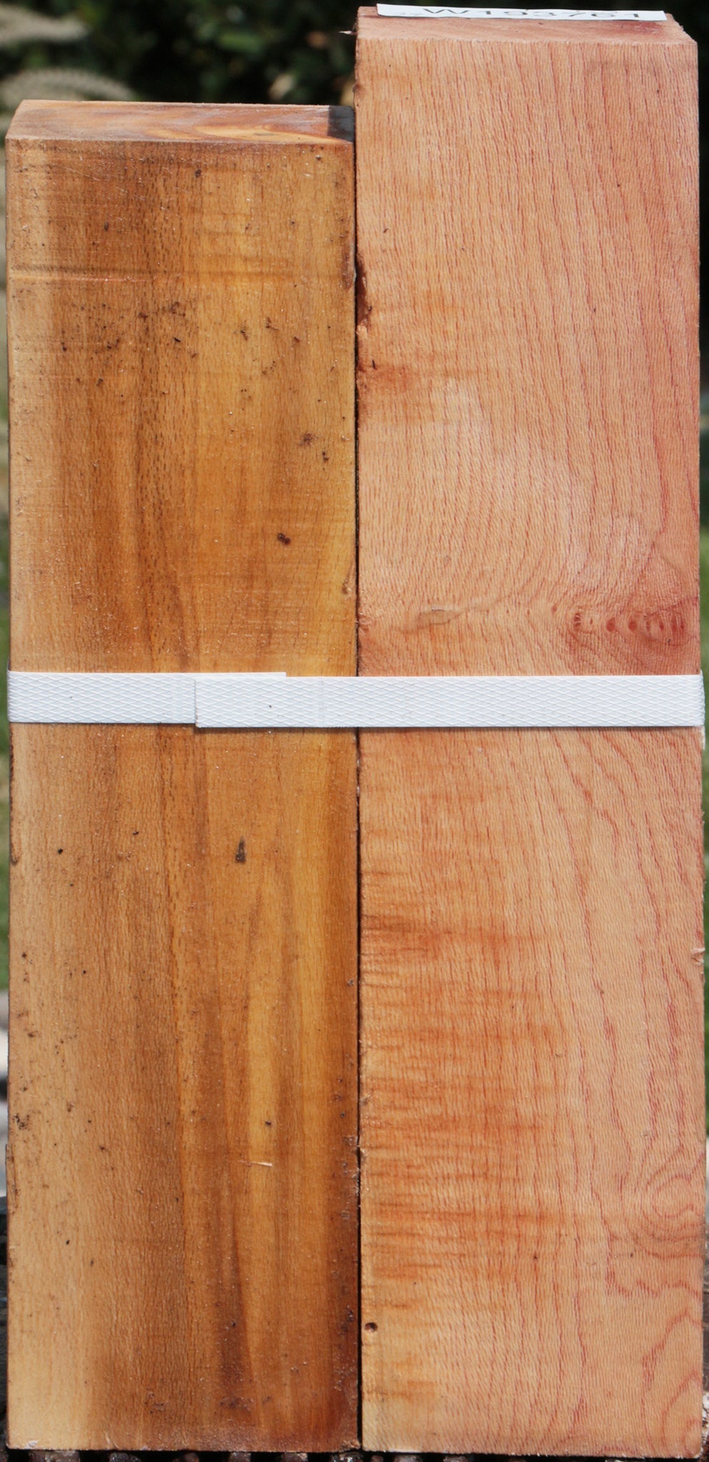 Sycamore Peppermill 2 Pack