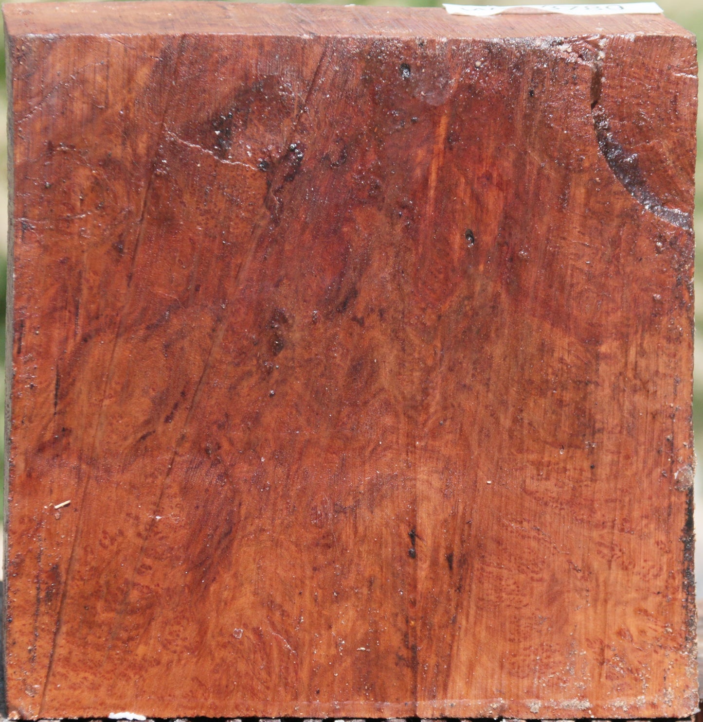 Red Coolibah Burl Bowl Blank