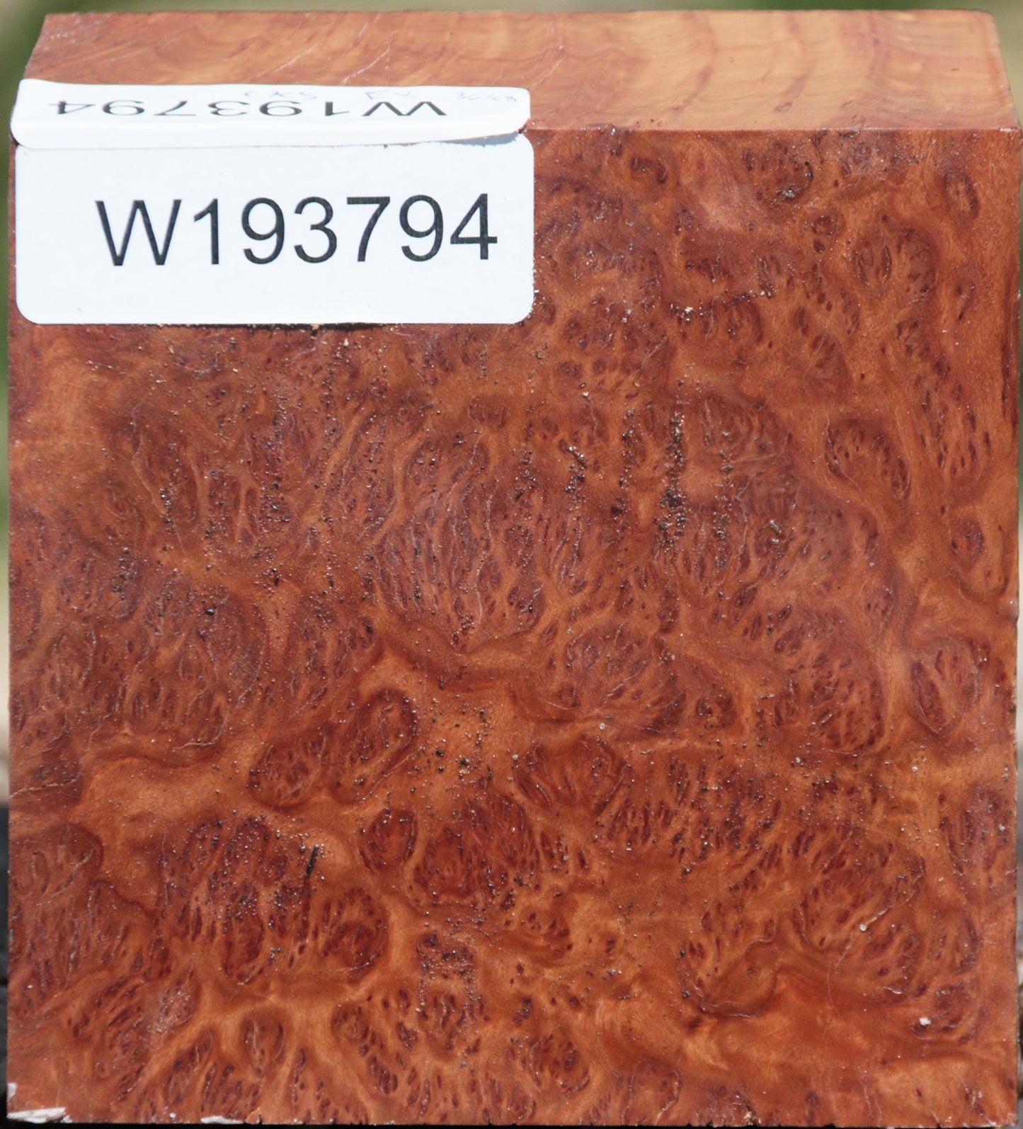 Exhibition Brown Coolibah Burl Bowl Blank