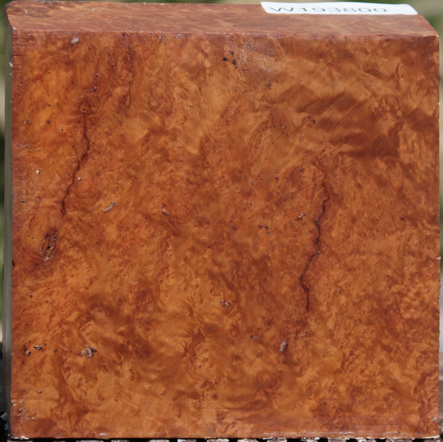 Exhibition Red Coolibah Burl Bowl Blank