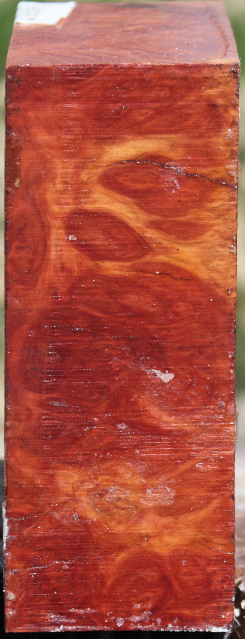 Extra Fancy Red Coolibah Burl Bowl Blank