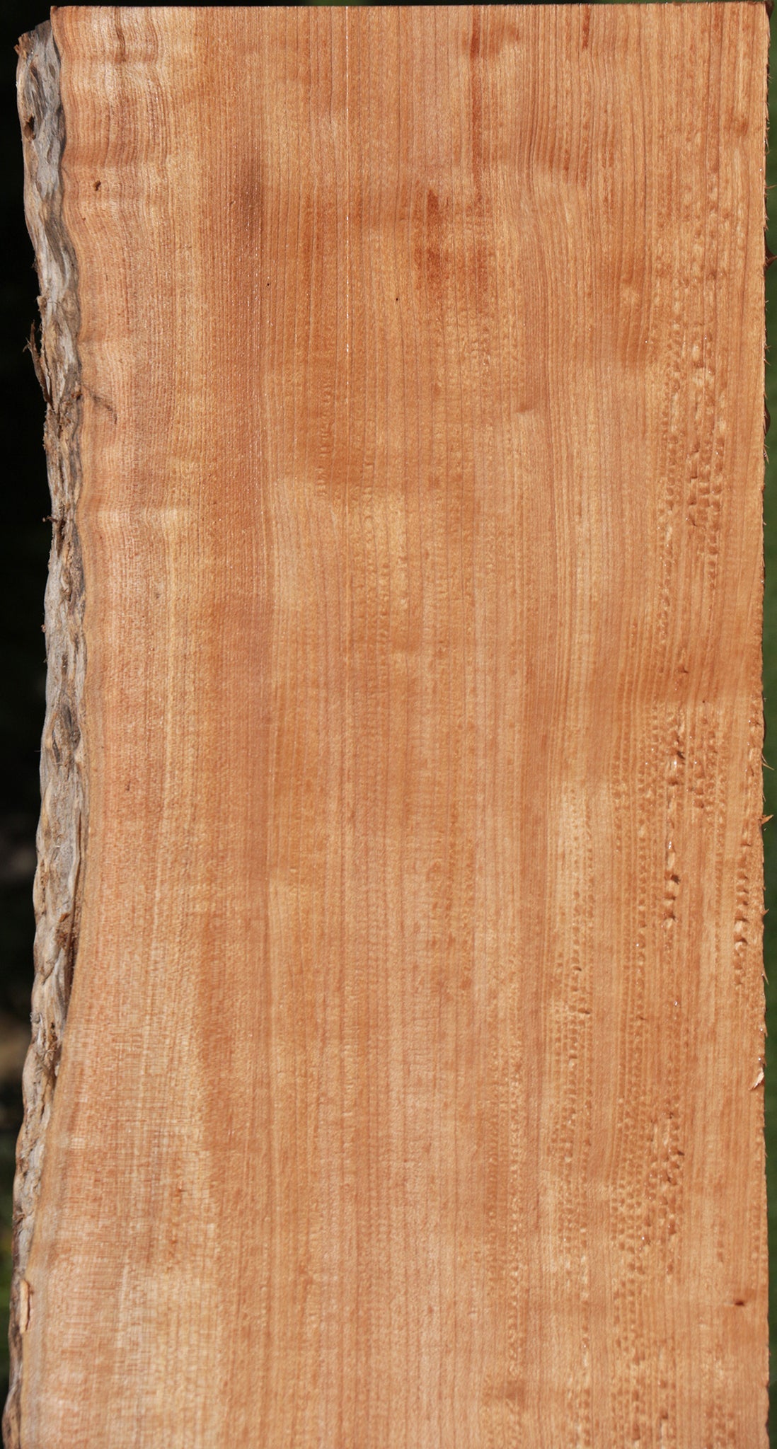 Western Maple Live Edge Lumber