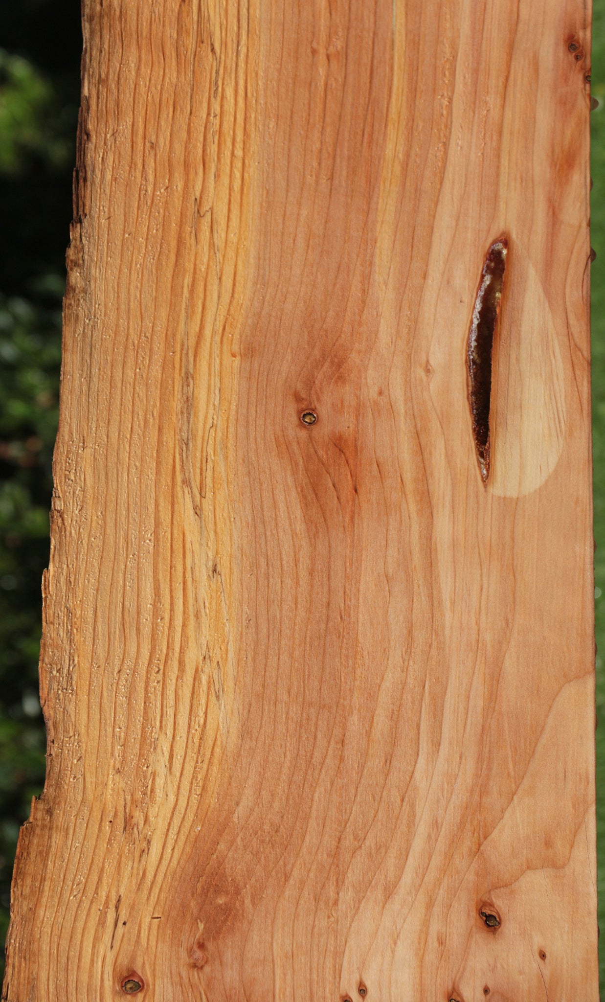 Rustic Sugar Pine Live Edge Slab