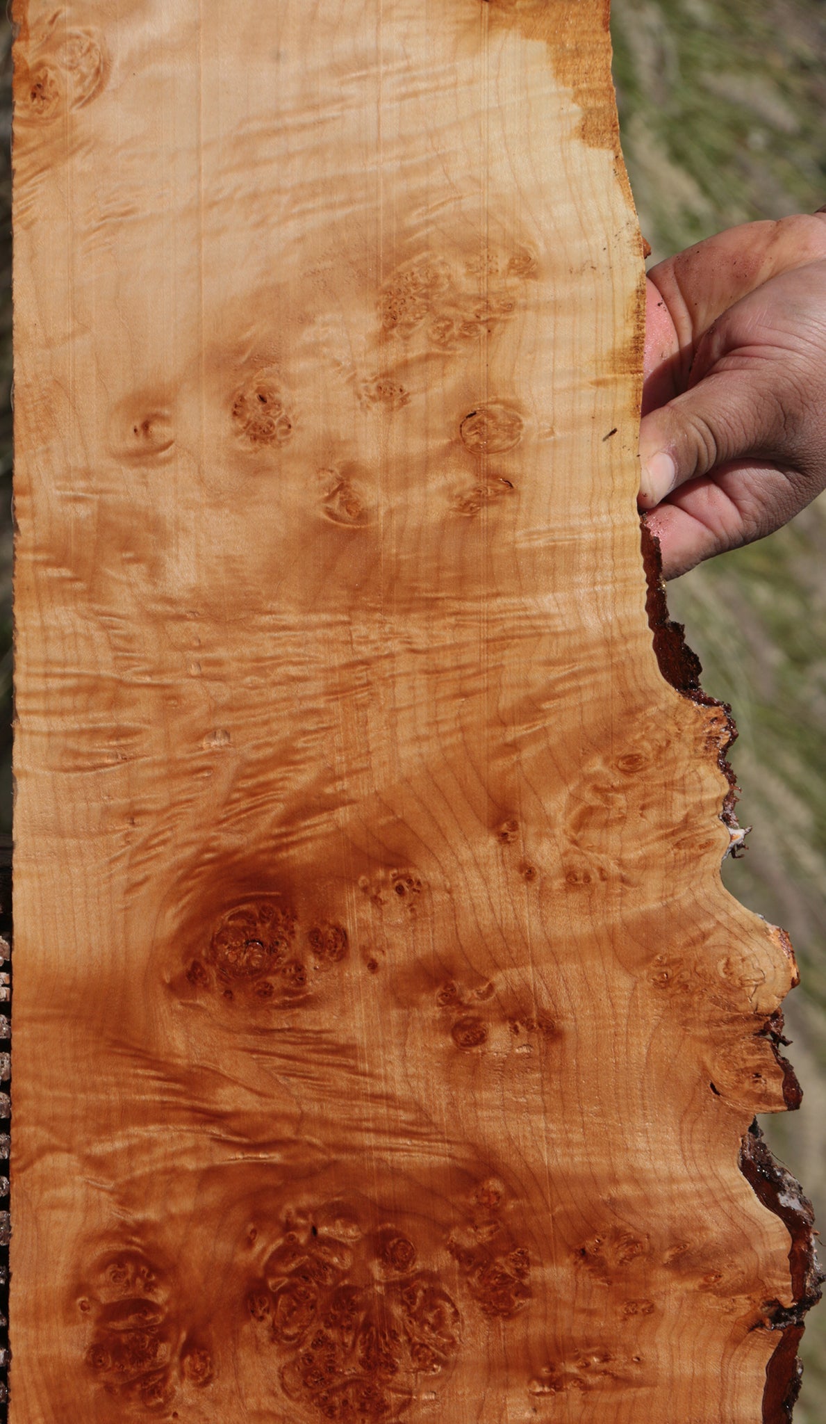 Figured Western Maple Burl Live Edge Lumber