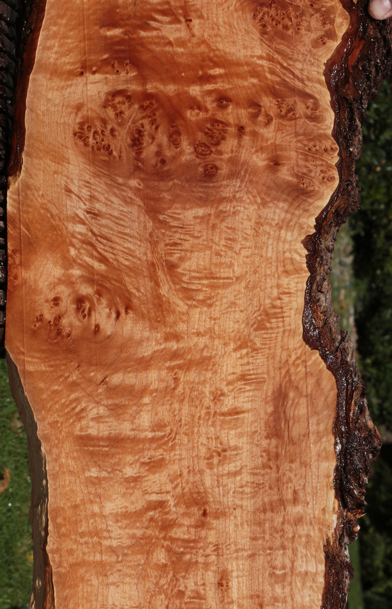 Figured Western Maple Burl Live Edge Lumber