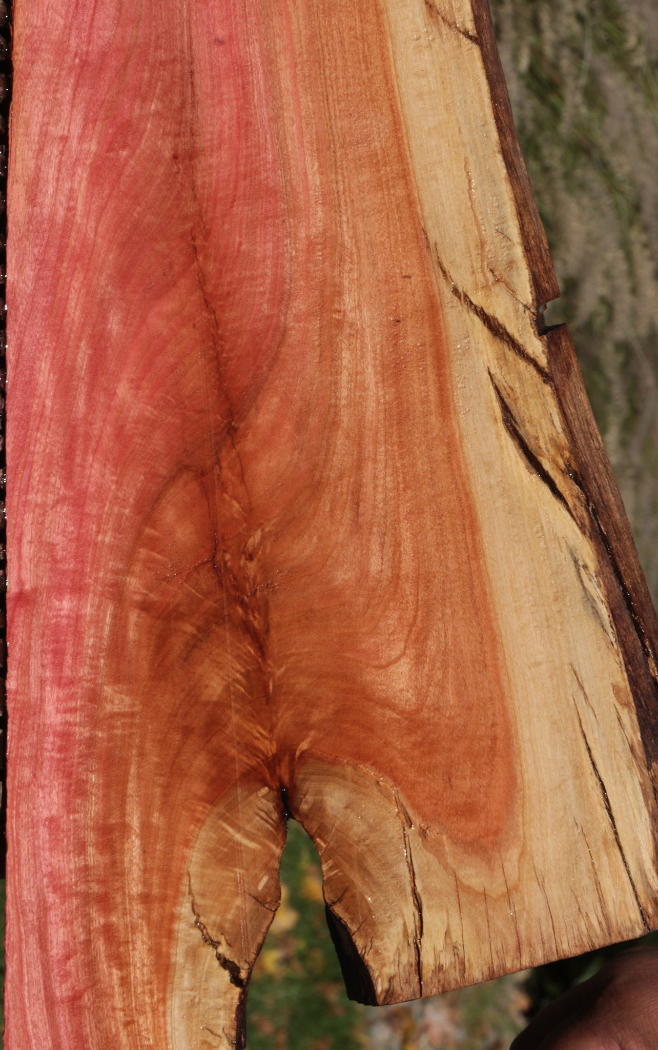 Rustic Crotchwood Pink Ivory Live Edge Lumber