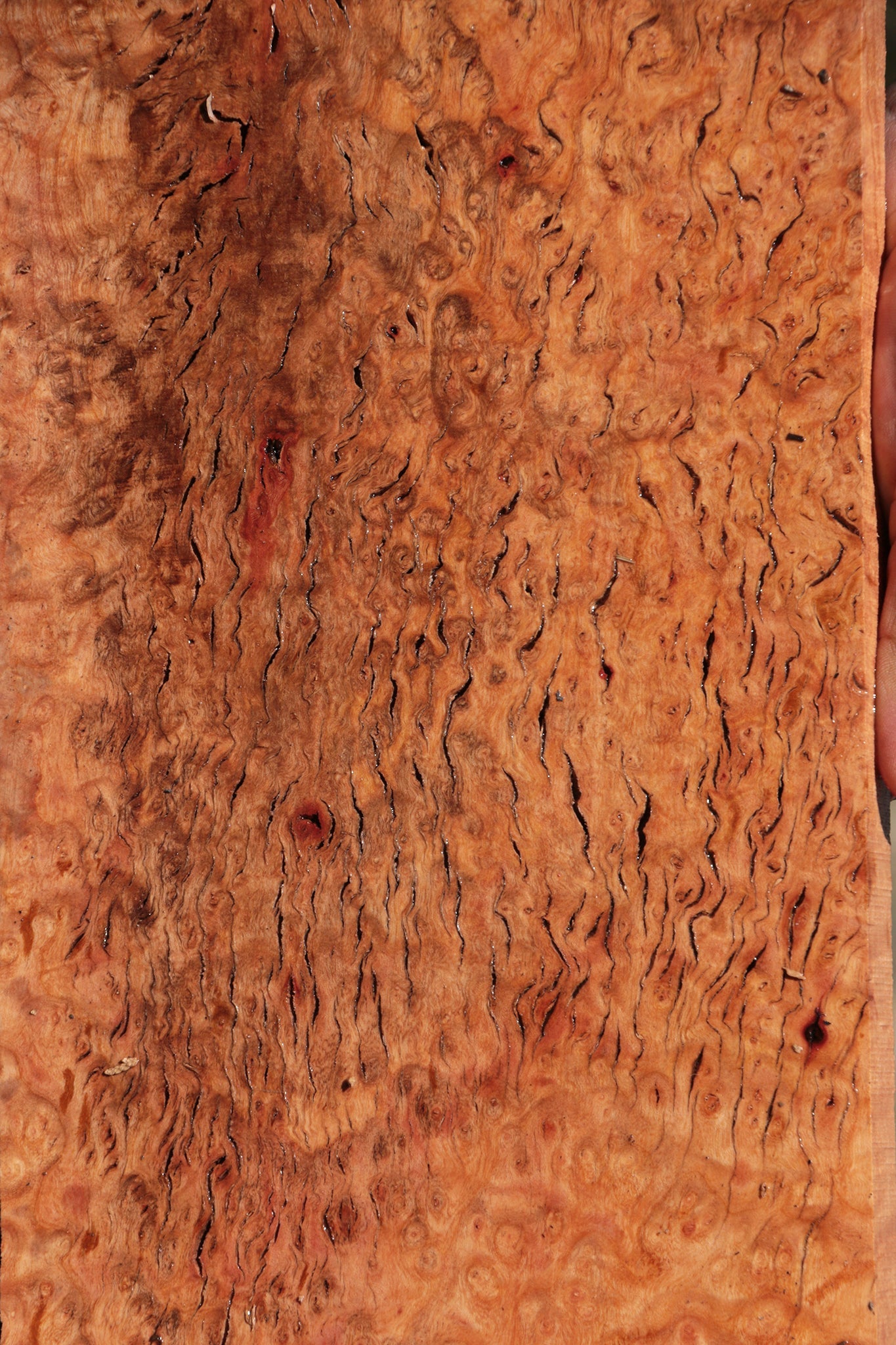 Madrone Burl Lumber
