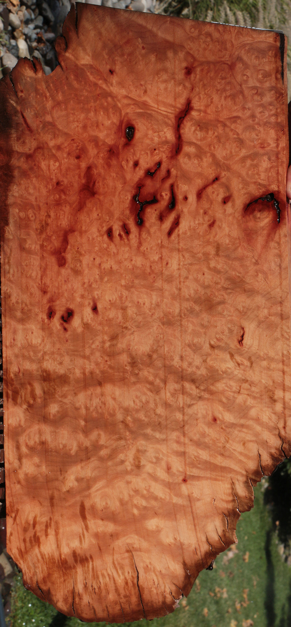 Madrone Burl Live Edge Lumber