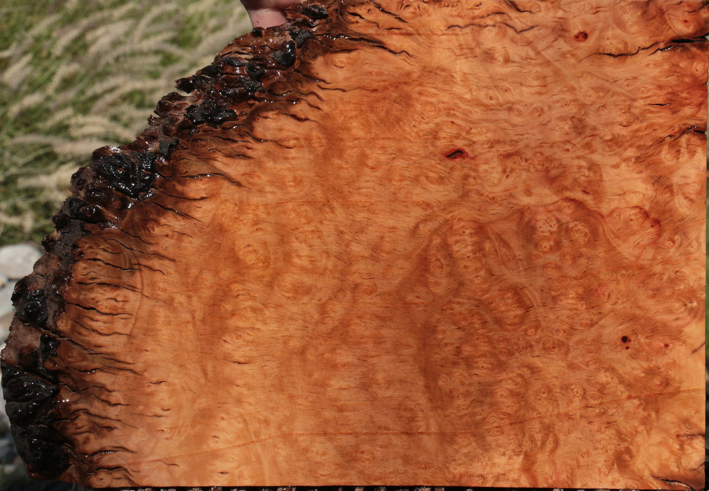 Madrone Burl Live Edge Lumber