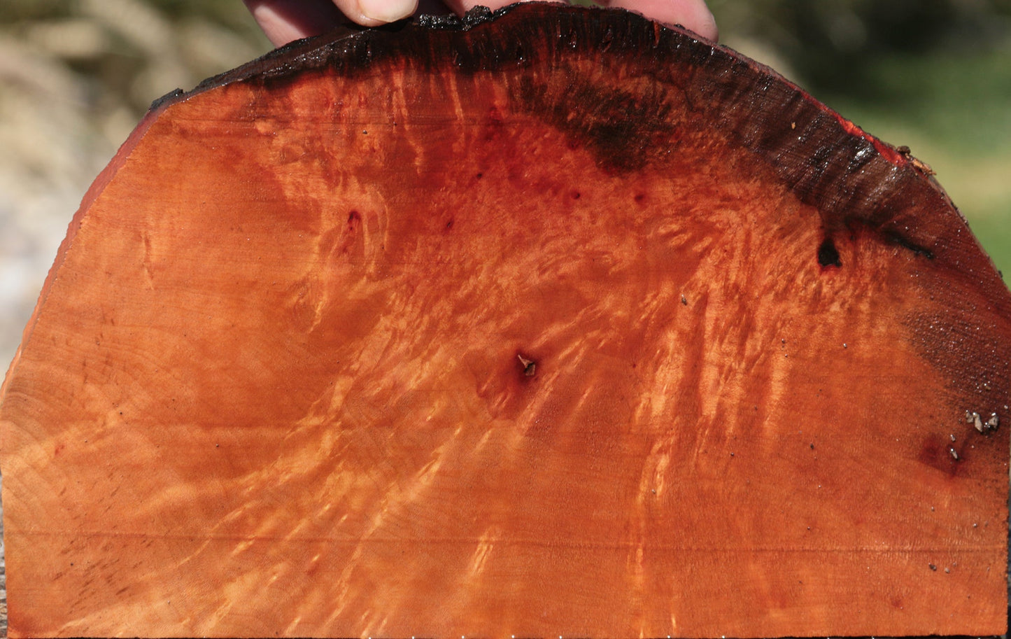 Madrone Burl Live Edge Lumber