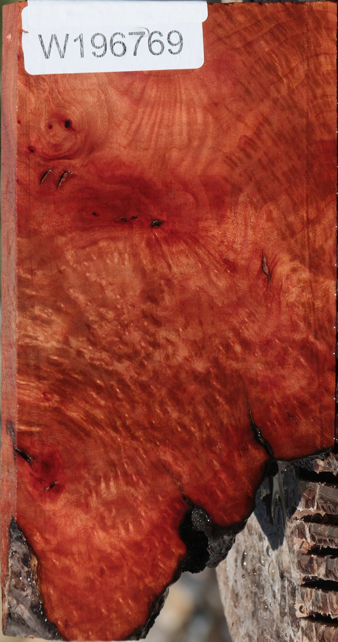 Madrone Burl Lumber