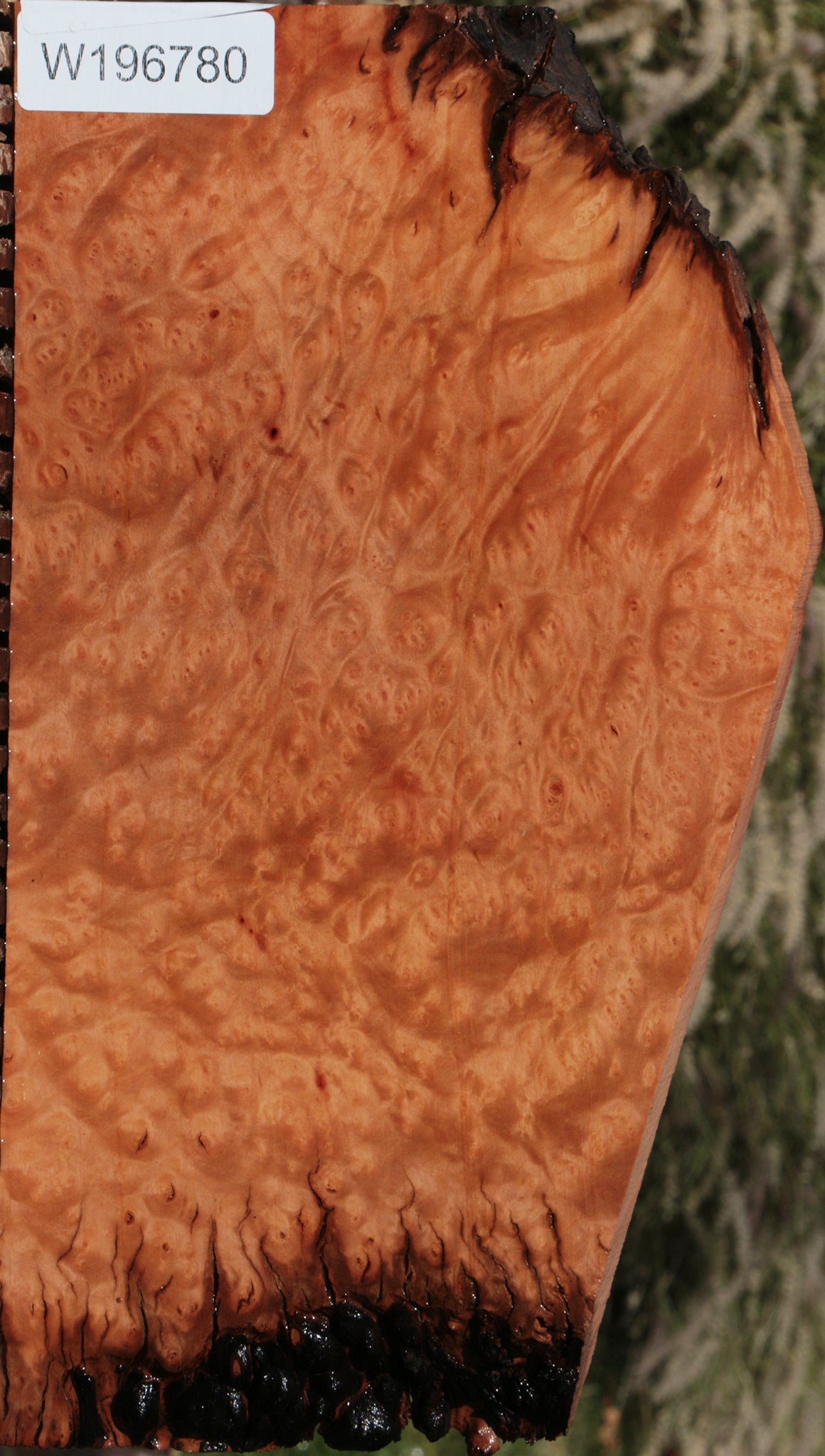 Madrone Burl Live Edge Lumber