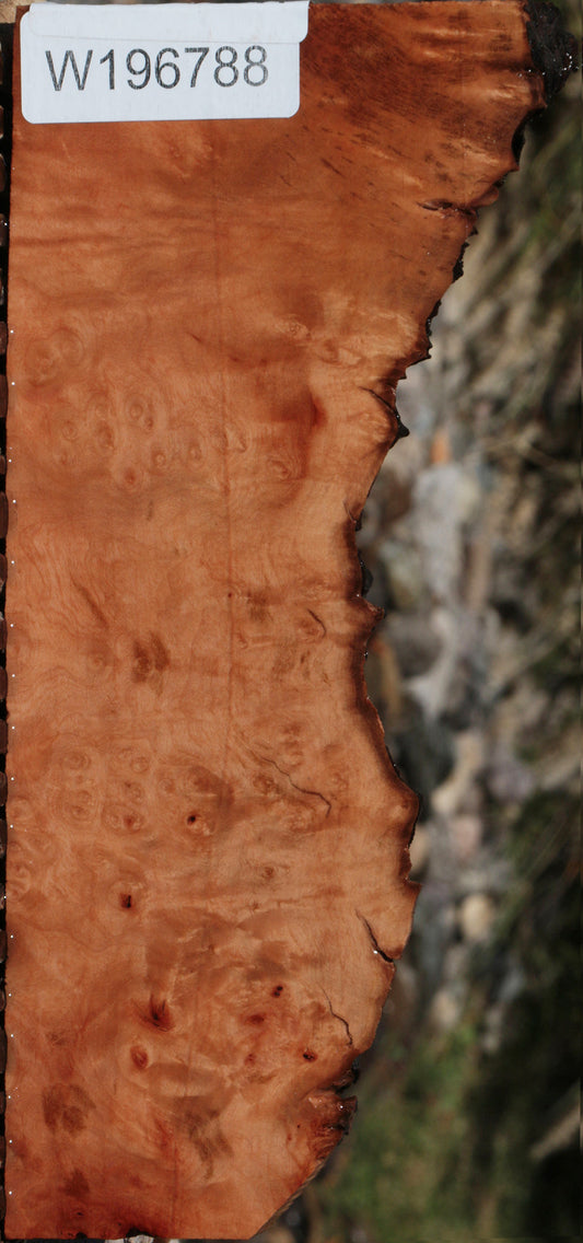 Extra Fancy Madrone Burl Live Edge Lumber