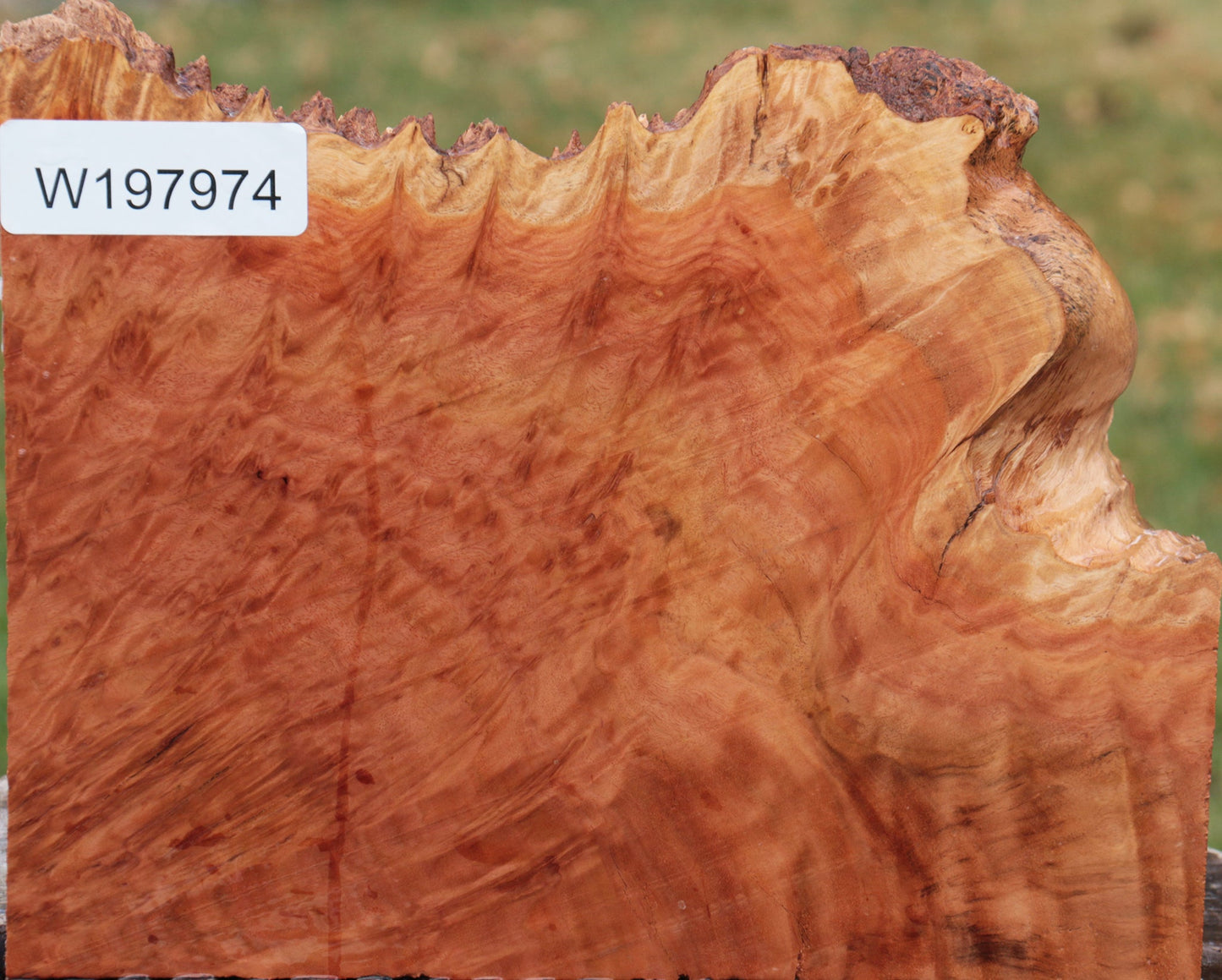 Red Coolibah Burl Live Edge Lumber