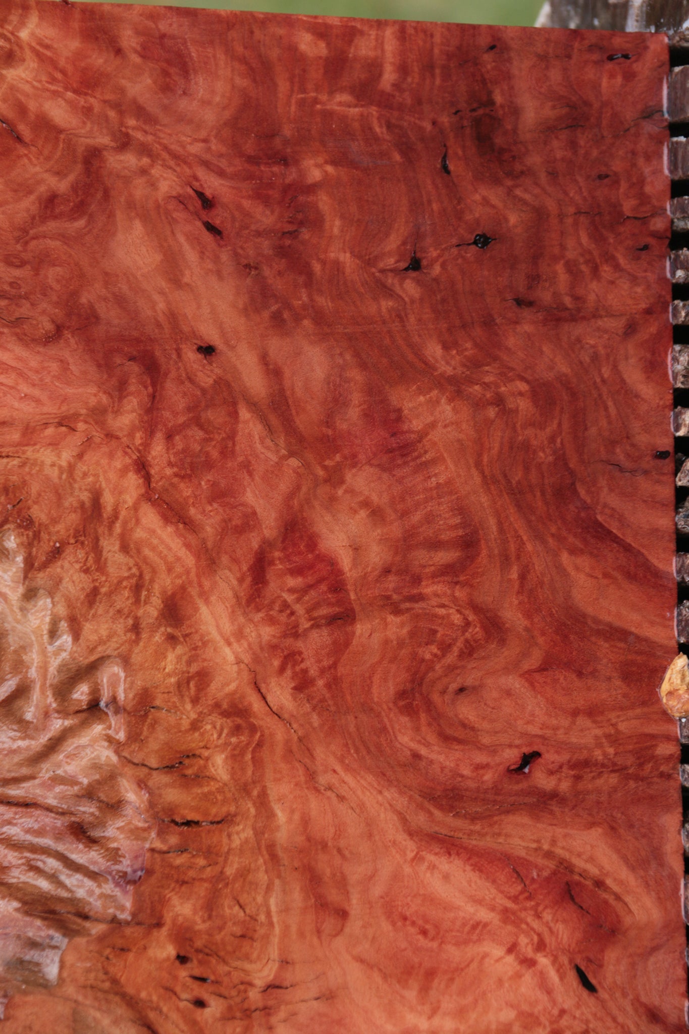 Red River Gum Burl Live Edge Lumber