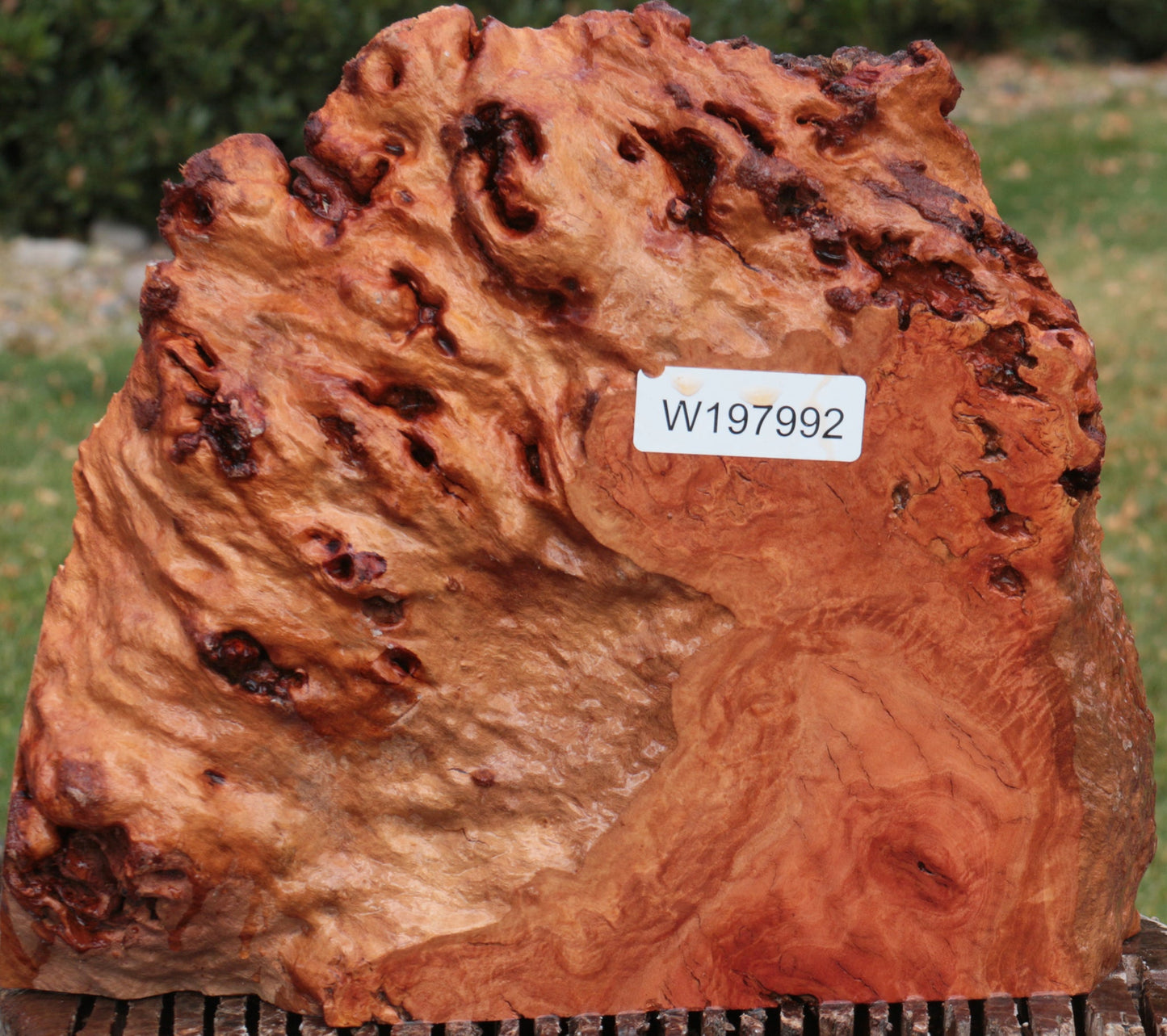 Rustic Red River Gum Burl Slice