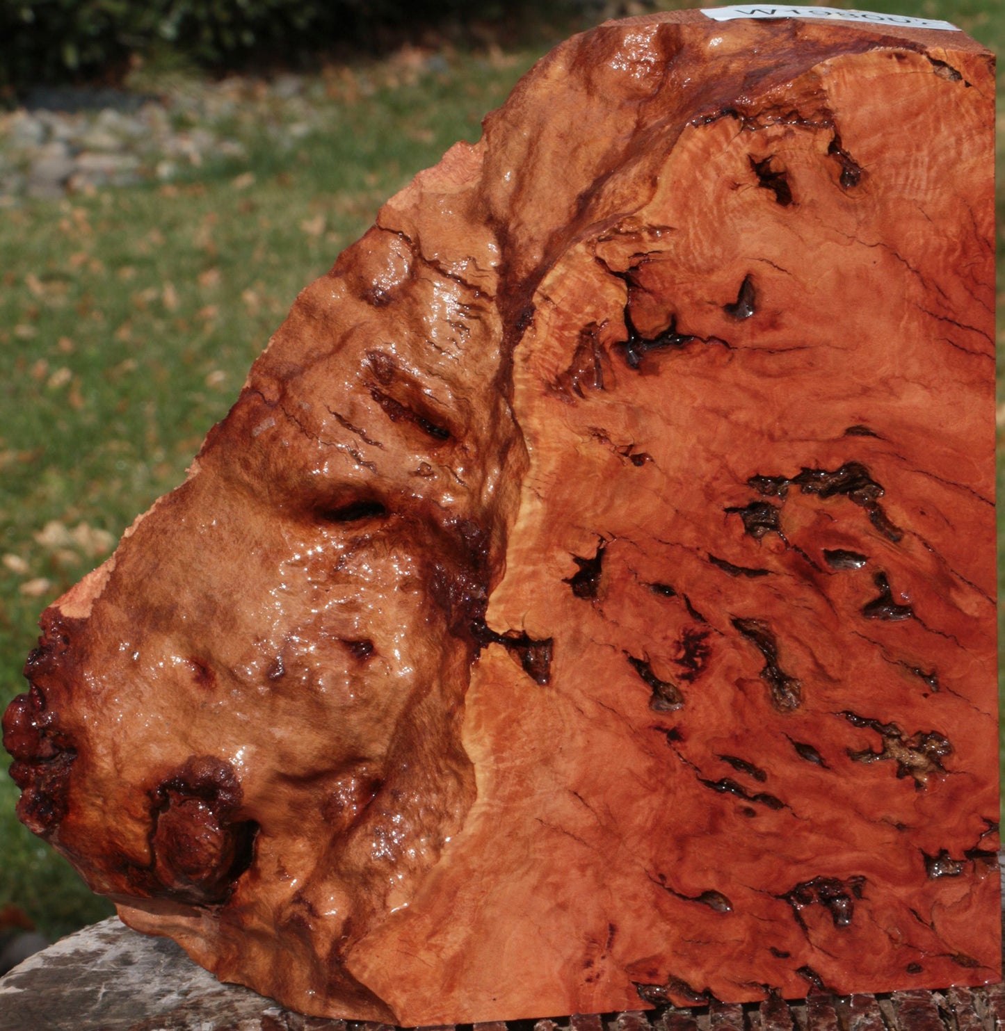 Red River Gum Burl Live Edge Lumber