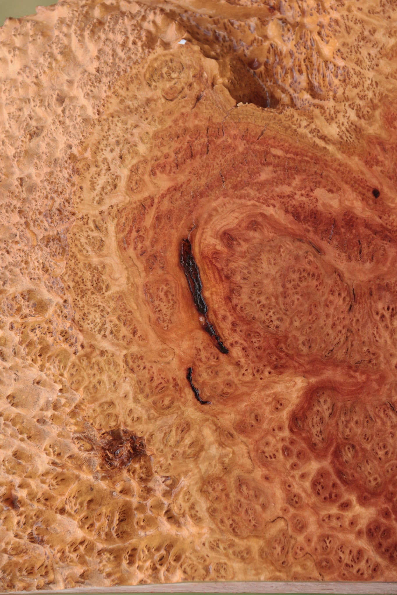 Red Coolibah Burl Live Edge Lumber