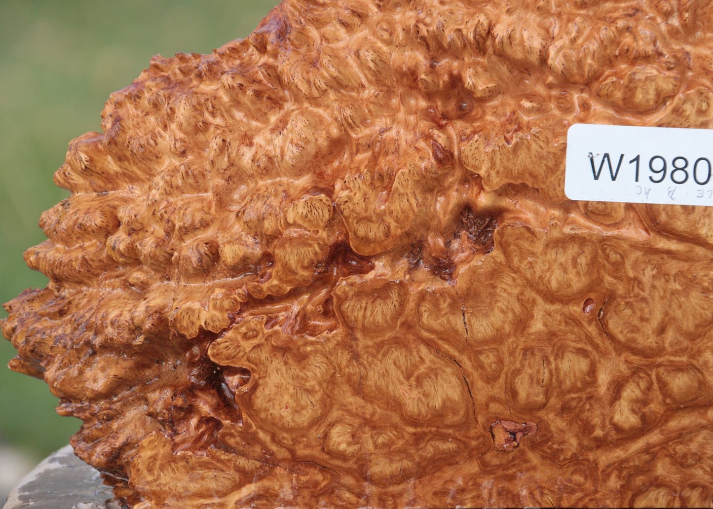 Red Coolibah Burl Live Edge Lumber