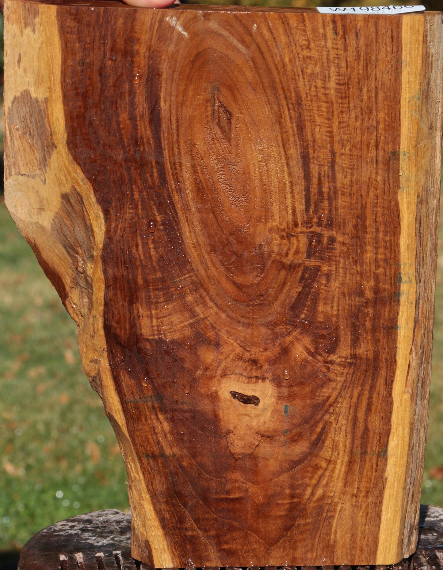 Figured Crotchwood Teak Live Edge Lumber