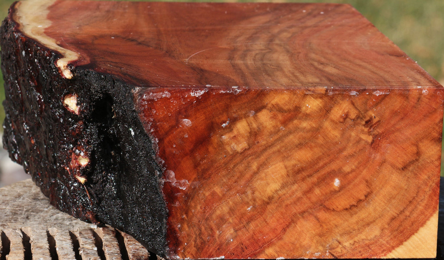 Carob Live Edge Bowl Blank