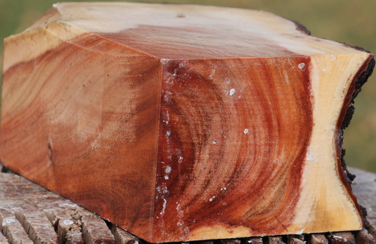 Carob Live Edge Turning Blank