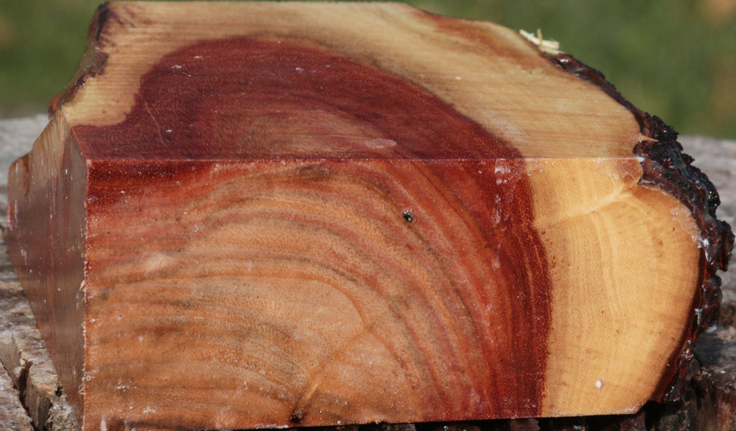 Carob Live Edge Bowl Blank