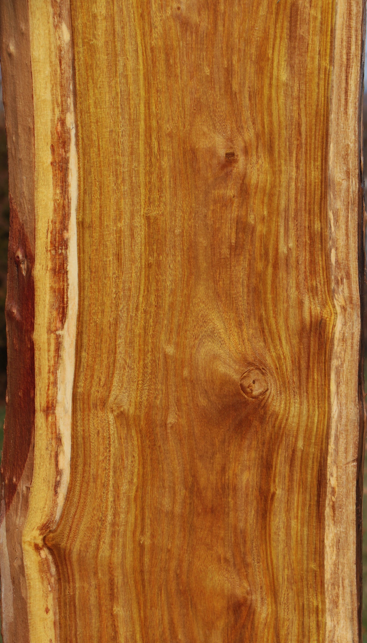 Canary Live Edge Lumber