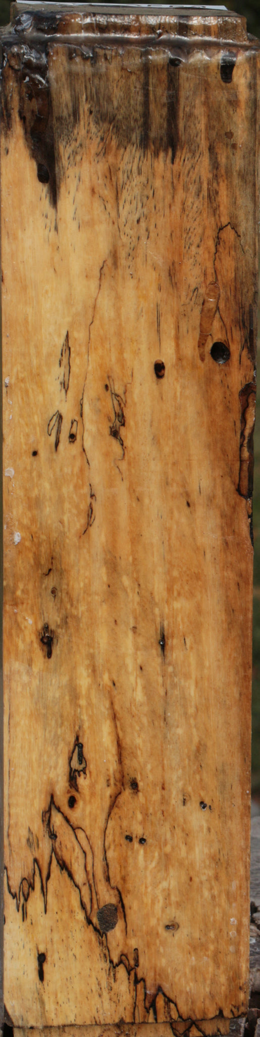 Spalted Tamarind Peppermill