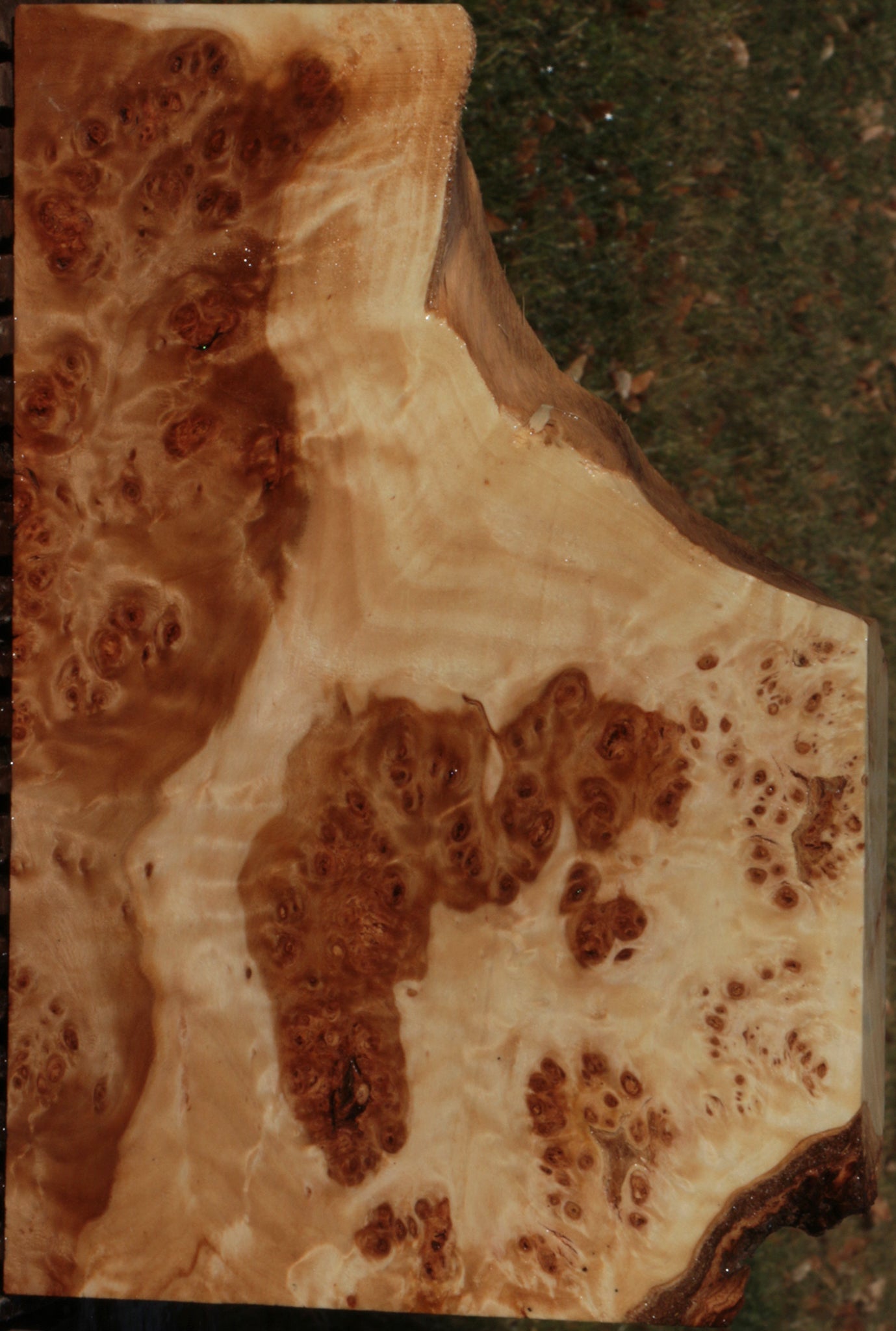 California Cottonwood Burl Lumber