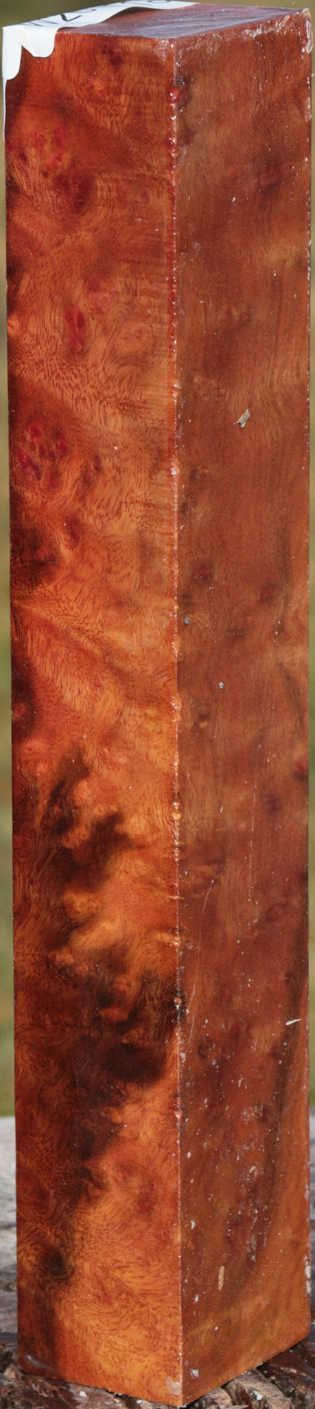 Camphor Burl Turning Blank