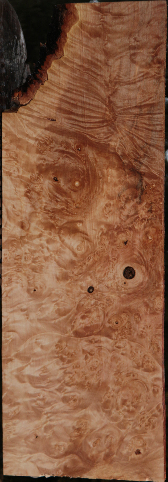 Maple Burl Instrument Lumber