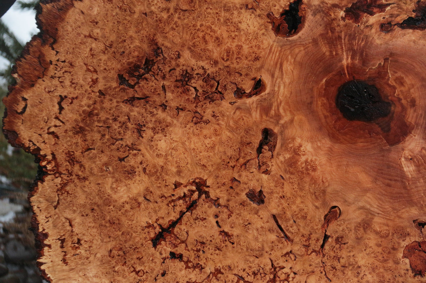 Maple Burl Cookie (Free Shipping Excluded)