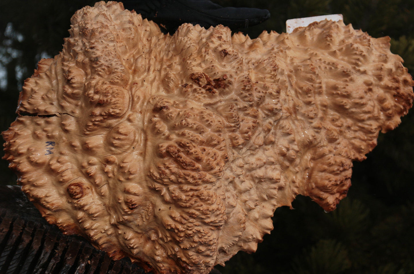 Red Mallee Burl Cap
