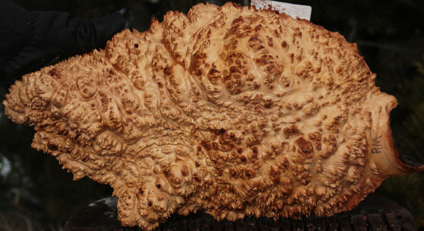 Red Mallee Burl Cap