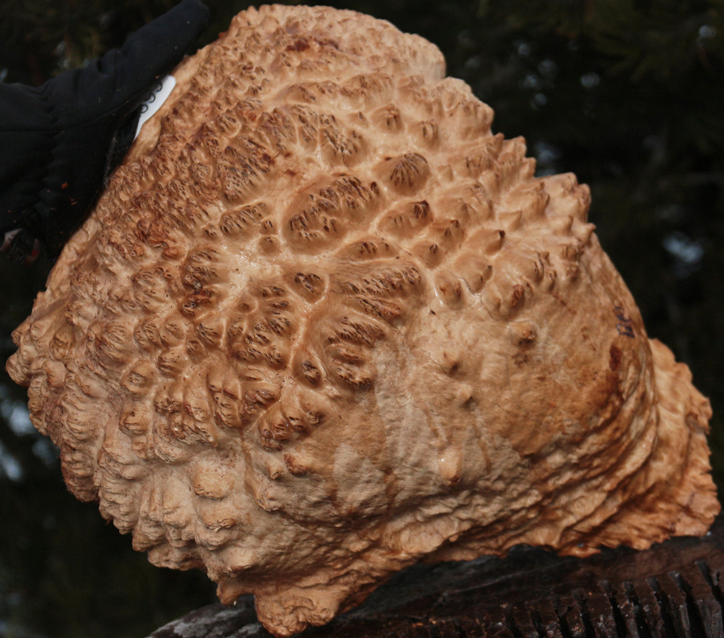 Gold Mallee Burl Cap